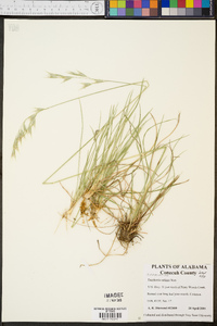 Danthonia sericea image