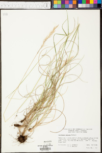 Danthonia sericea image