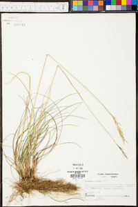 Danthonia sericea image