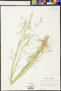 Danthonia sericea image