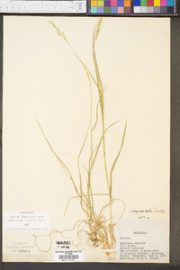 Danthonia compressa image