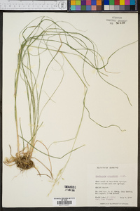 Danthonia compressa image