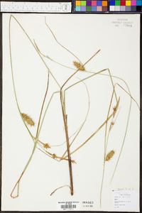 Carex folliculata image