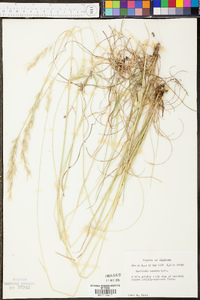 Danthonia sericea image