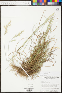 Danthonia sericea image