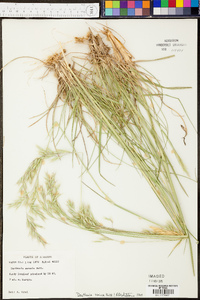 Danthonia sericea image