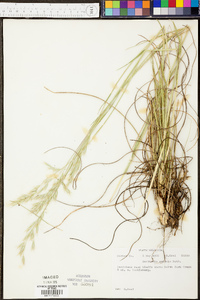 Danthonia sericea image