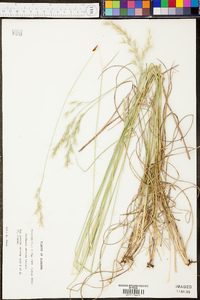 Danthonia sericea image