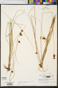 Rhynchospora fascicularis image