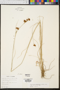 Rhynchospora fascicularis image