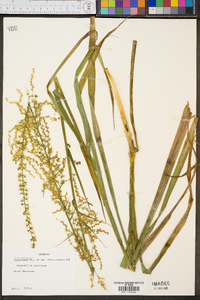 Stenanthium gramineum image