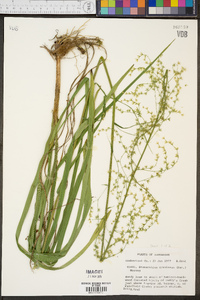 Stenanthium gramineum image