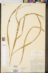 Stenanthium gramineum image