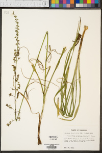 Stenanthium gramineum image