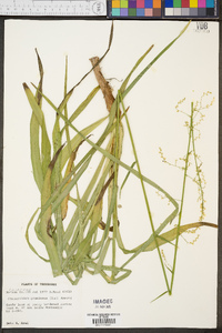 Stenanthium gramineum image