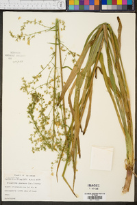 Stenanthium gramineum image