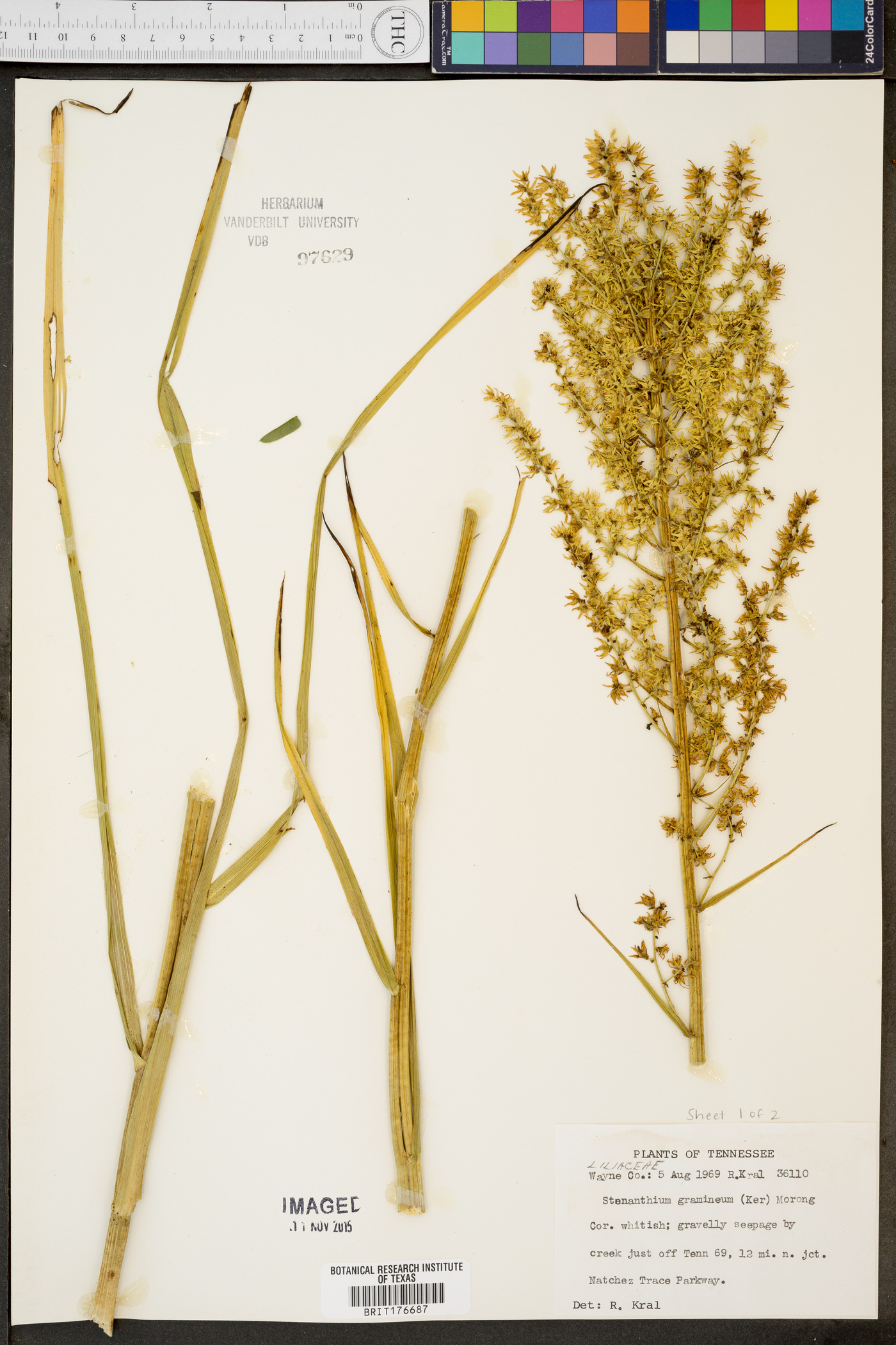 Stenanthium gramineum image