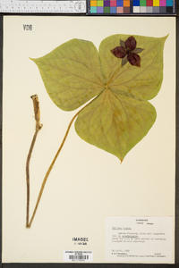 Trillium vaseyi image