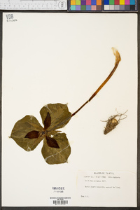 Trillium cuneatum image