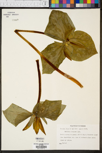 Trillium cuneatum image