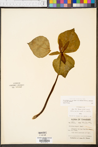 Trillium cuneatum image