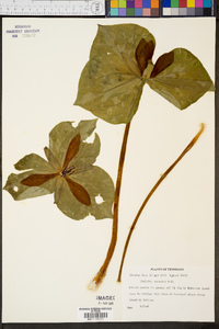 Trillium cuneatum image