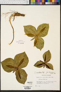 Trillium cuneatum image