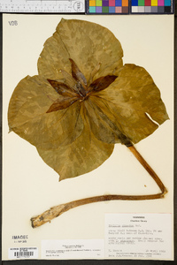 Trillium cuneatum image
