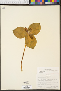 Trillium cuneatum image