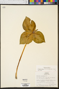 Trillium cuneatum image