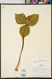 Trillium cuneatum image