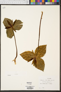 Trillium cuneatum image