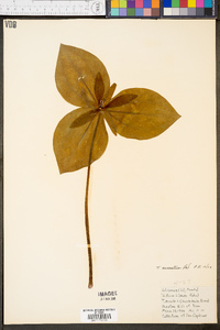 Trillium cuneatum image