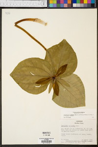 Trillium cuneatum image