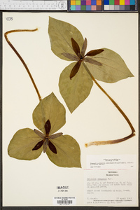 Trillium cuneatum image