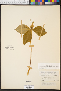 Trillium cuneatum image