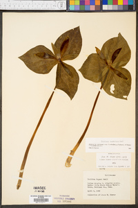 Trillium cuneatum image