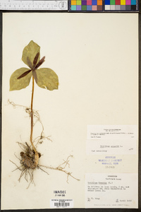 Trillium cuneatum image