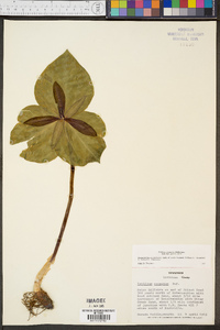 Trillium cuneatum image