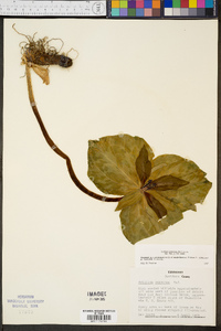 Trillium cuneatum image