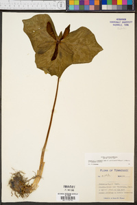 Trillium cuneatum image