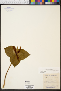 Trillium cuneatum image