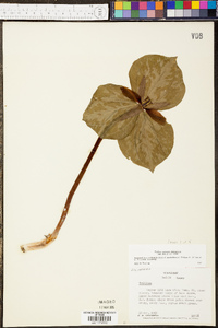 Trillium cuneatum image