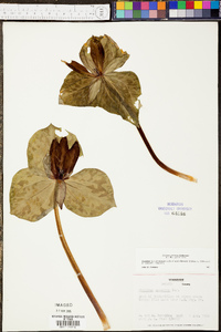 Trillium cuneatum image