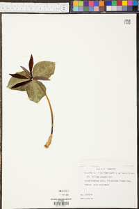 Trillium cuneatum image