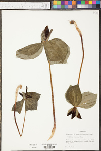 Trillium cuneatum image