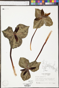 Trillium cuneatum image