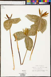 Trillium cuneatum image