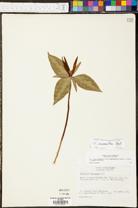 Trillium cuneatum image