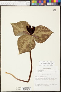 Trillium cuneatum image